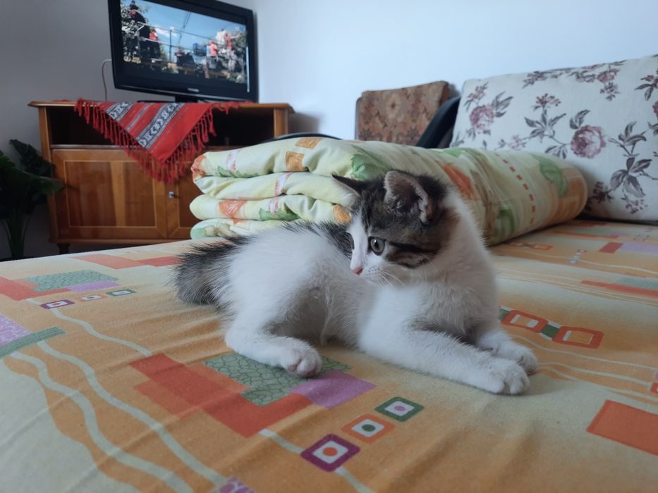 Pisica pentru adoptie