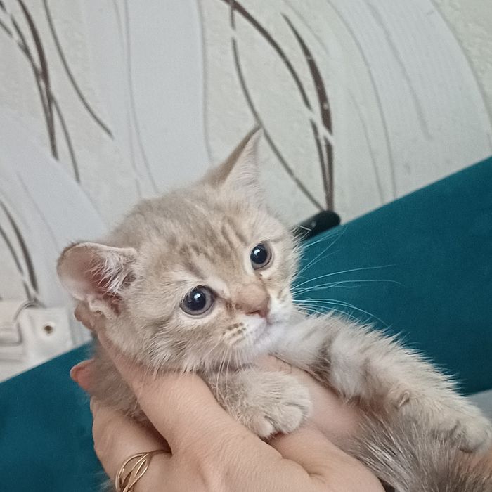 шотландские котята