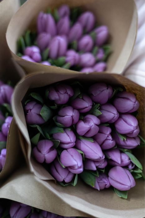 Голландские тюльпаны оптом и в розницу