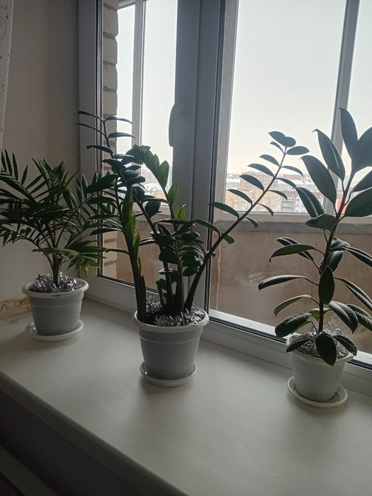 Продам цветы  комнатные