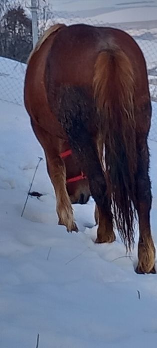 Manza de un an pe doi