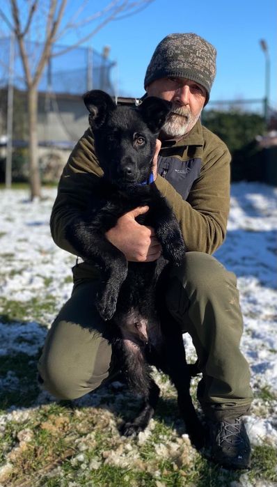 Pui ciobănesc german linie de lucru