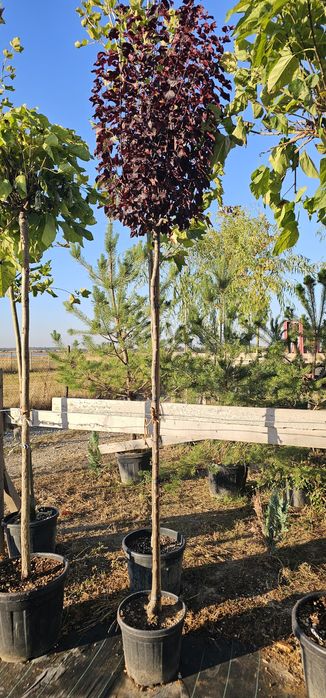 Catalpa globulara - Salcam globular  - Artar Crimson king