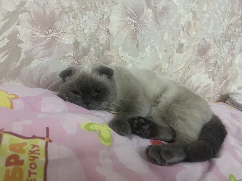 Ищем кошечку для вязки