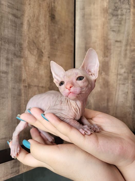 Донские Сфинксы. Голорожденные.