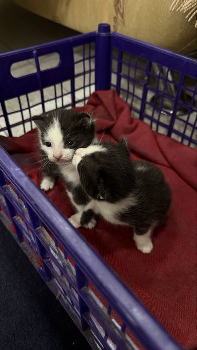 Котенок в добрые руки