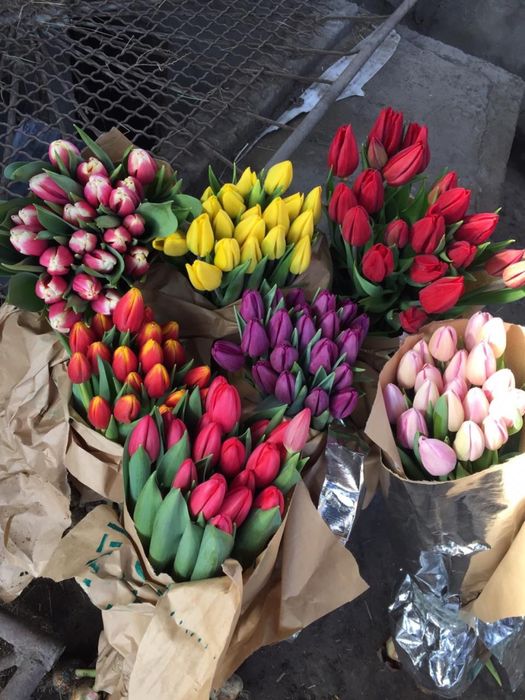 Продаем тюльпаны  оптом