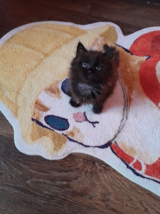 Котёнка  сибирская