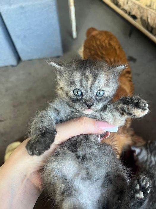 Продам котят мальчики девочки