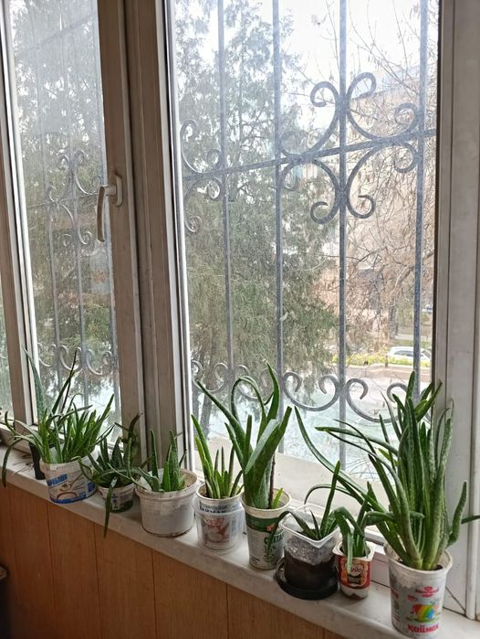 Продам Алоэ Вера отростки