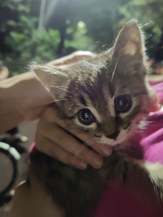 Котёнок в добрые руки