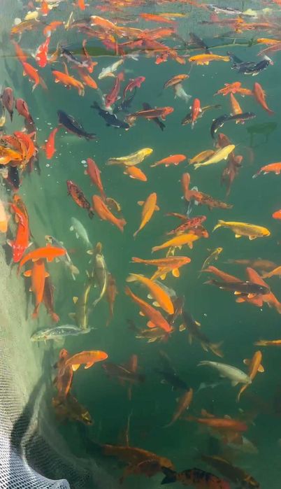 Декоративная японский карп коя в наличии малки и маточные