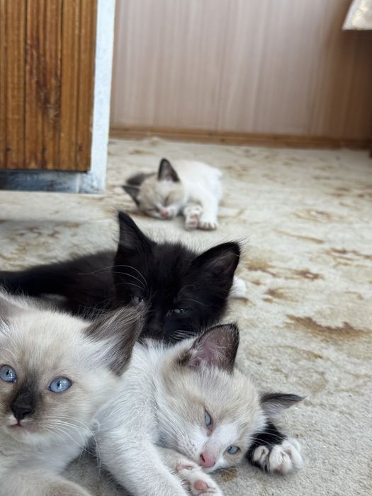 Котята в надежные руки