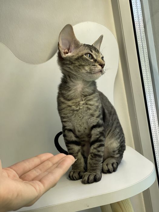 Котенок мальчик сфинкс 1,5 мес