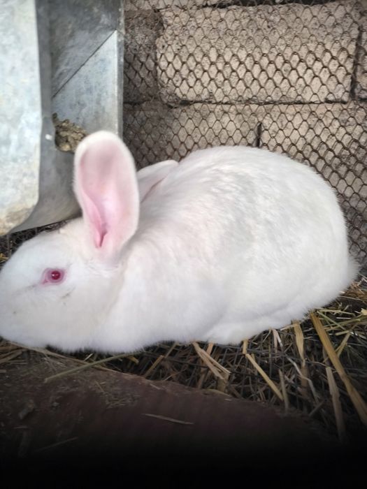 Продам кроликов народа фландер