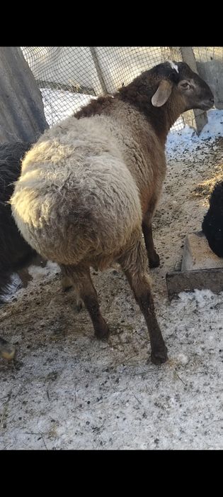 Продам кошкара один год