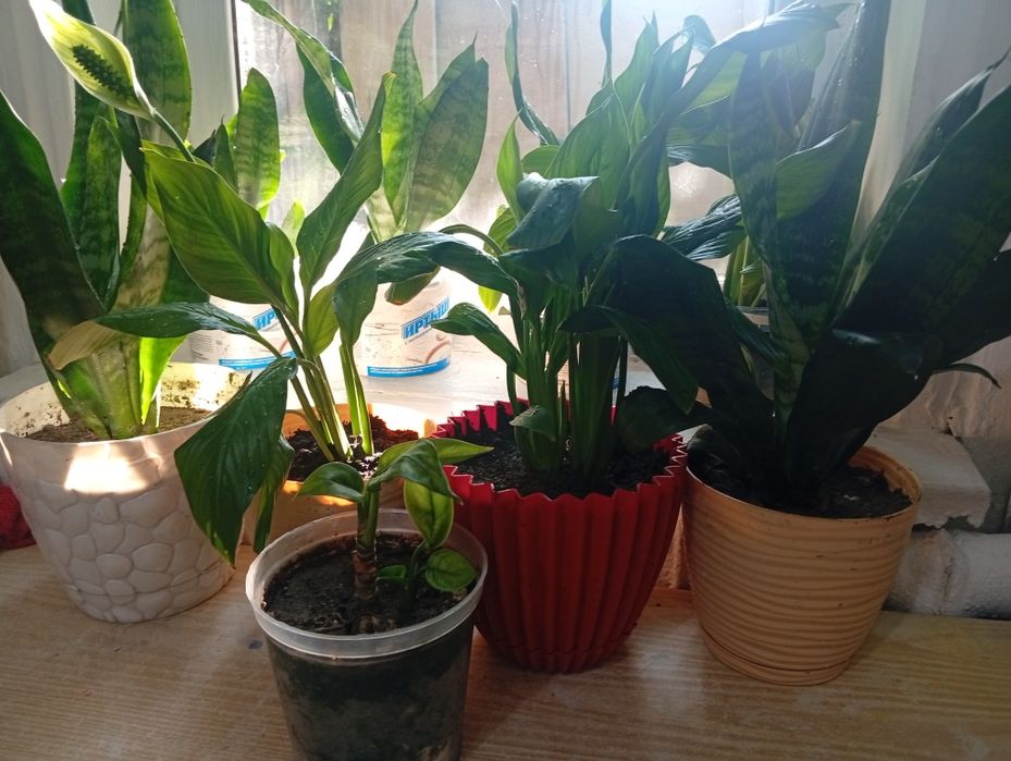Комнатные цветы.