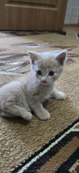 Котенок, мальчик, отдам