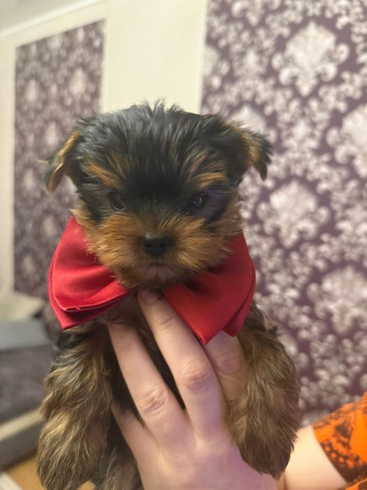 Йоркширский терьер