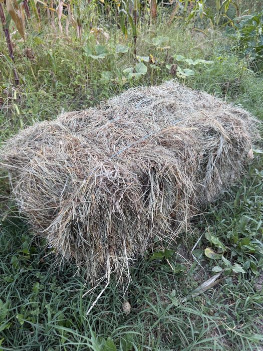 Baloti de lucernă