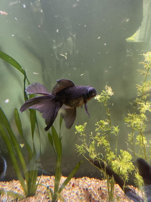 Pesti de acvariu Carasi de vanzare