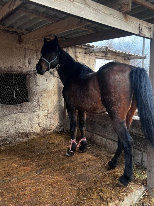 8 жасар Айғыр сатамын .