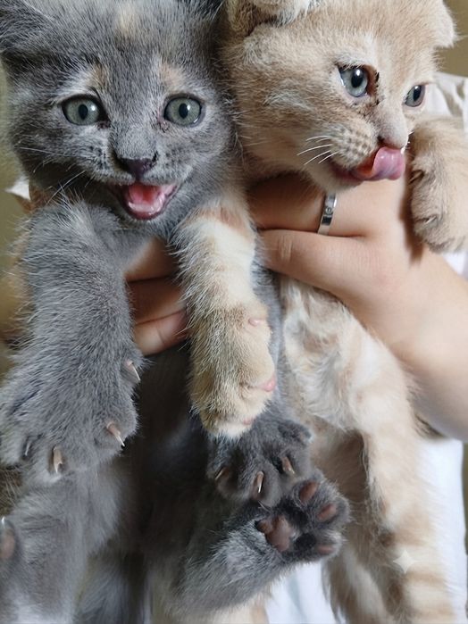 Скотиш фолд ва скотиш страйт