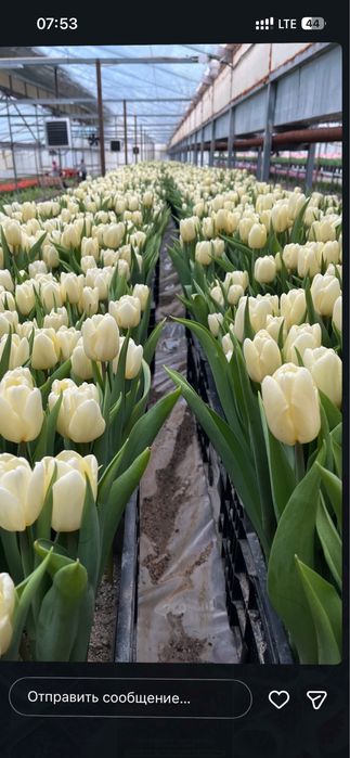 Тюльпаны высокие с большим бутоном