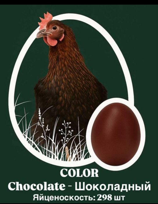 Продам цыплят несушки