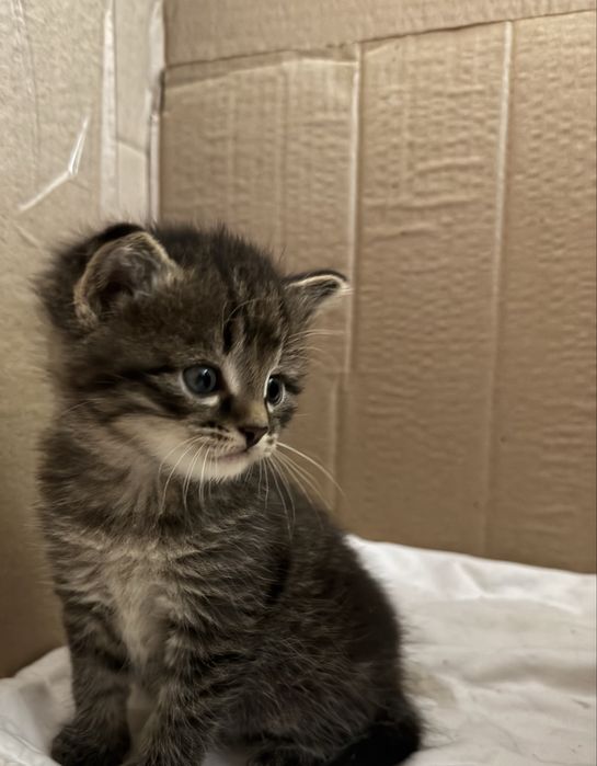 Продаются котята