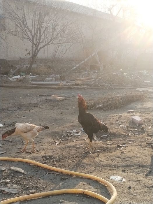 Xoros so'tiladi 7 oylik