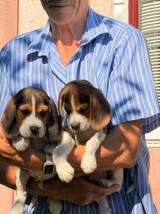 Cățel beagle tricolor
