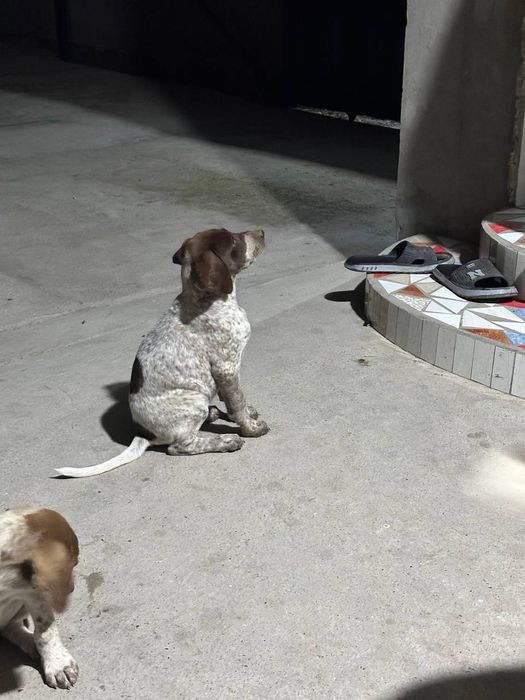 Ovchi  itlar  bollari   sotiladi