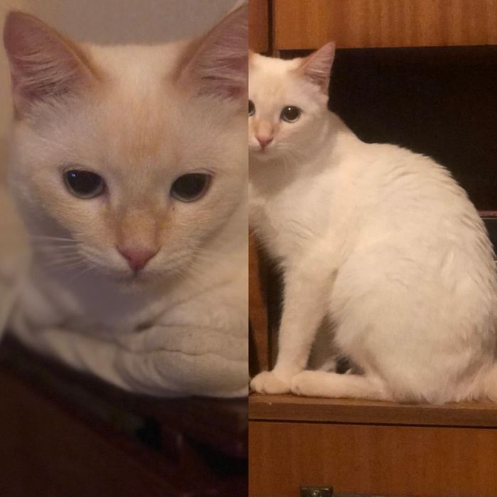 Ждём добрые руки ответсвенным