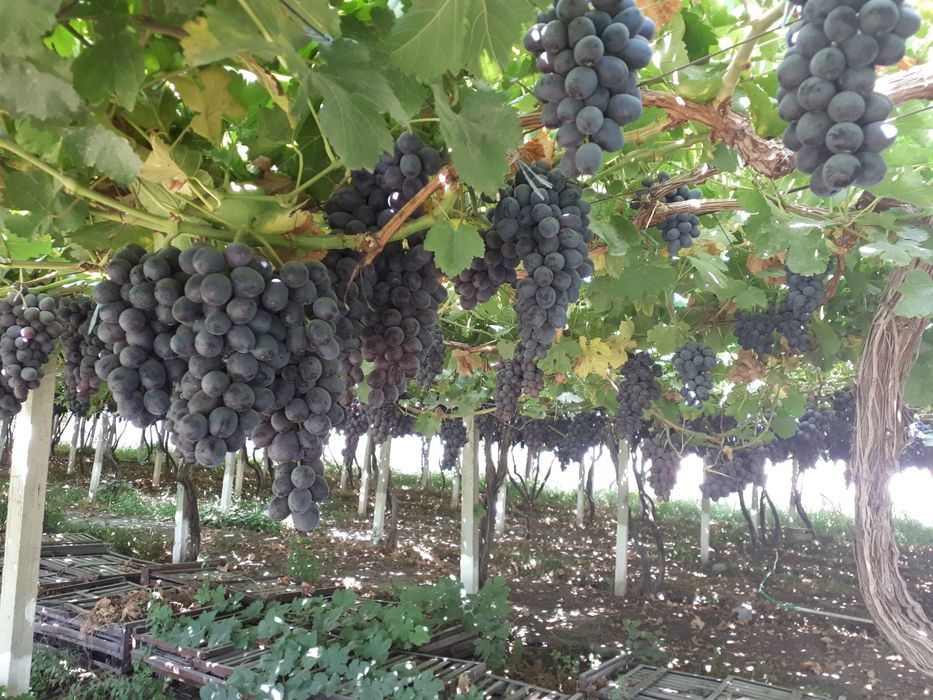 Теплицы лимонария и кумкват, мандарин. Виноградник