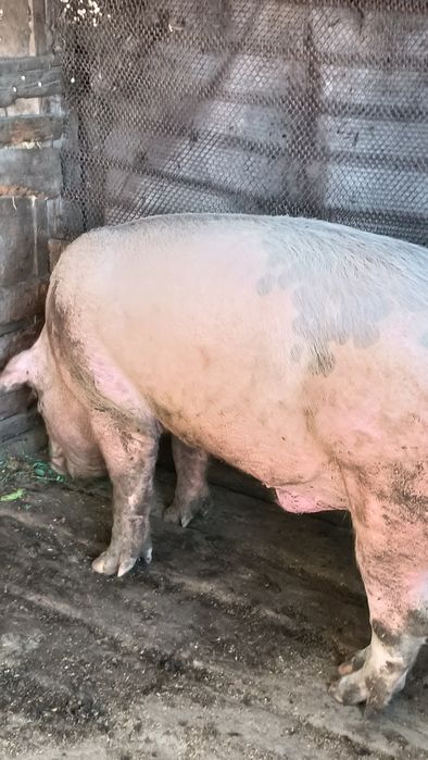 Продам молодого кабана