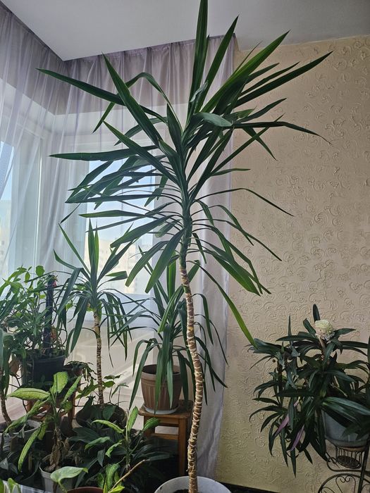 Комнатные растения