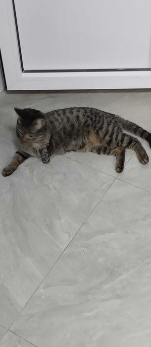 Пристраивается кошечка