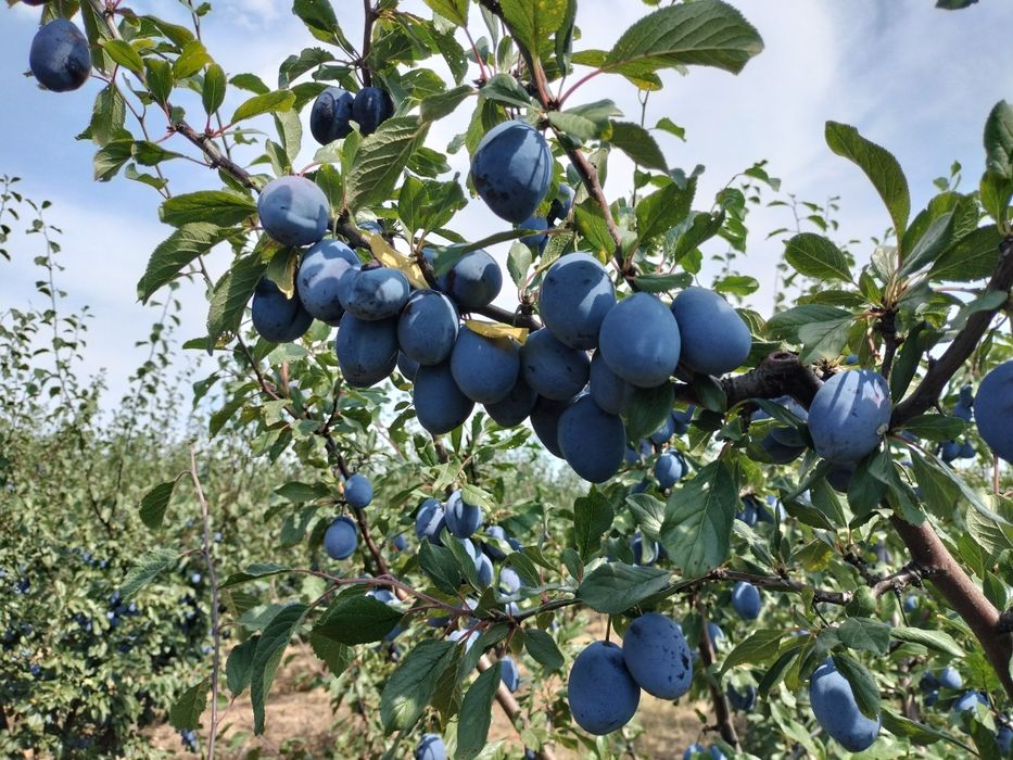 Prune de tuica palinca