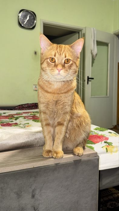 Отдам бесплатно активный кот