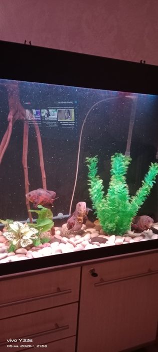 Астронотусы подростки