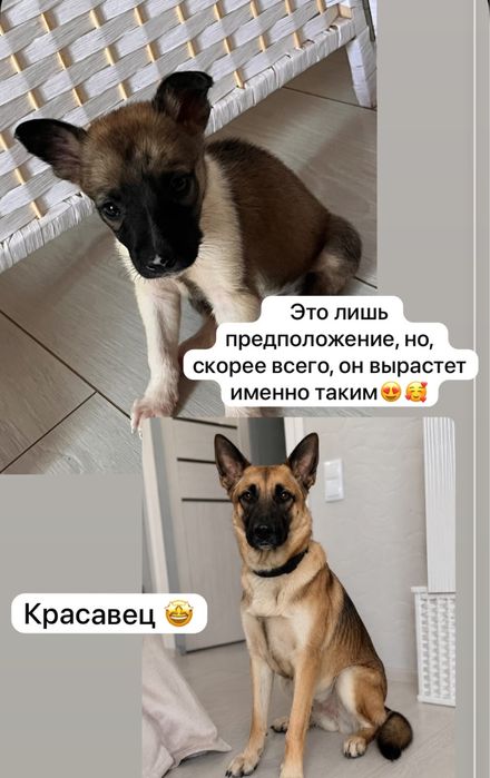 Отдадим щенка в добрые руки
