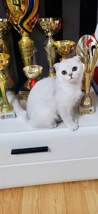 Baiat superb scottish fold cu pedigree