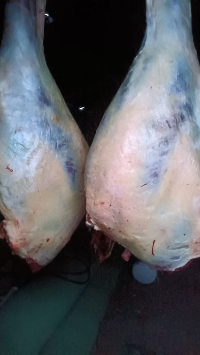 Жабағылар бар соғымға семіз