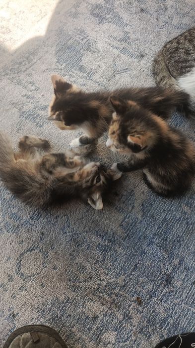 Трехцветные котята