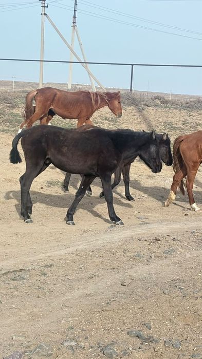 Кунан Құнан сатылады