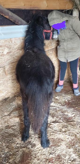 !!URGENT!! Vând ponei armăsar talie medie negru