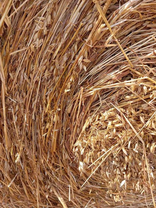 Продавам бали рулонки овес със зърно, люцерна и сено