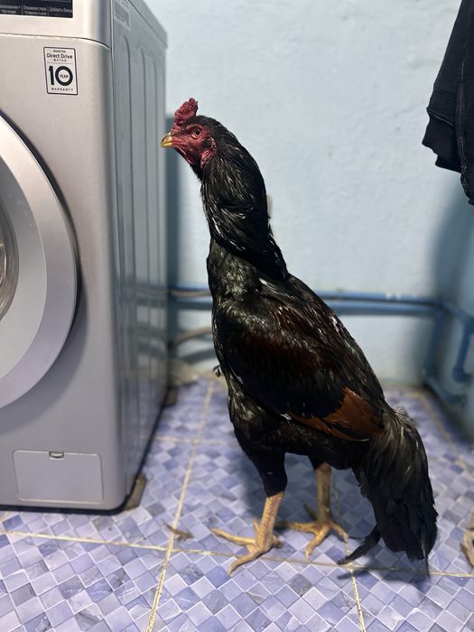 SHAMO Dakan sotiladi