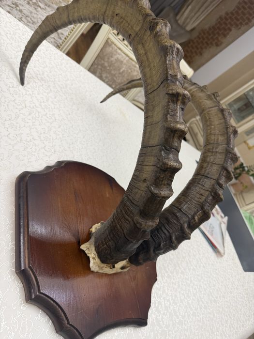 Рога Архара,Алматы